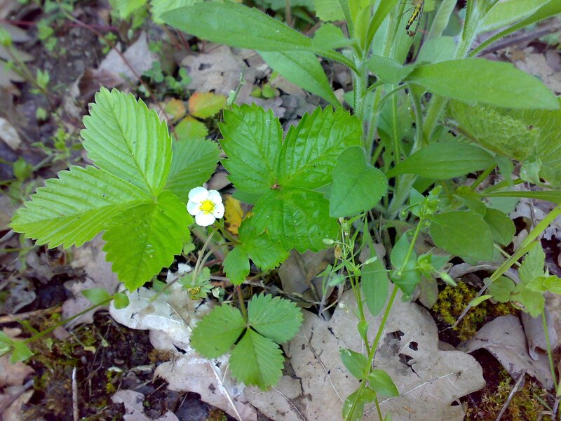 strawberry plant with white flower
