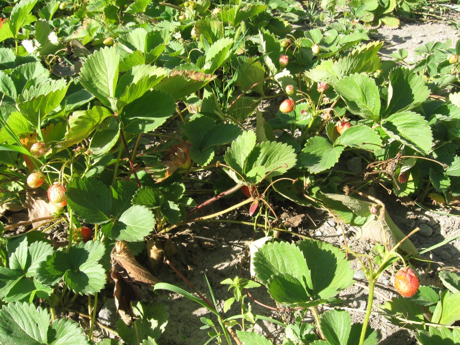 strawberry plants in garden