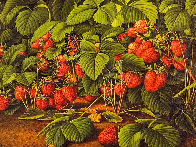 Strawberry Plants with Butterfly