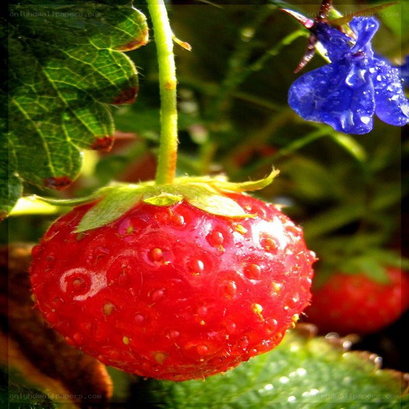 Strawberry with blue flower