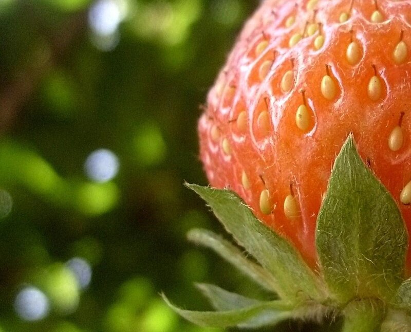 Strawberry with Seeds