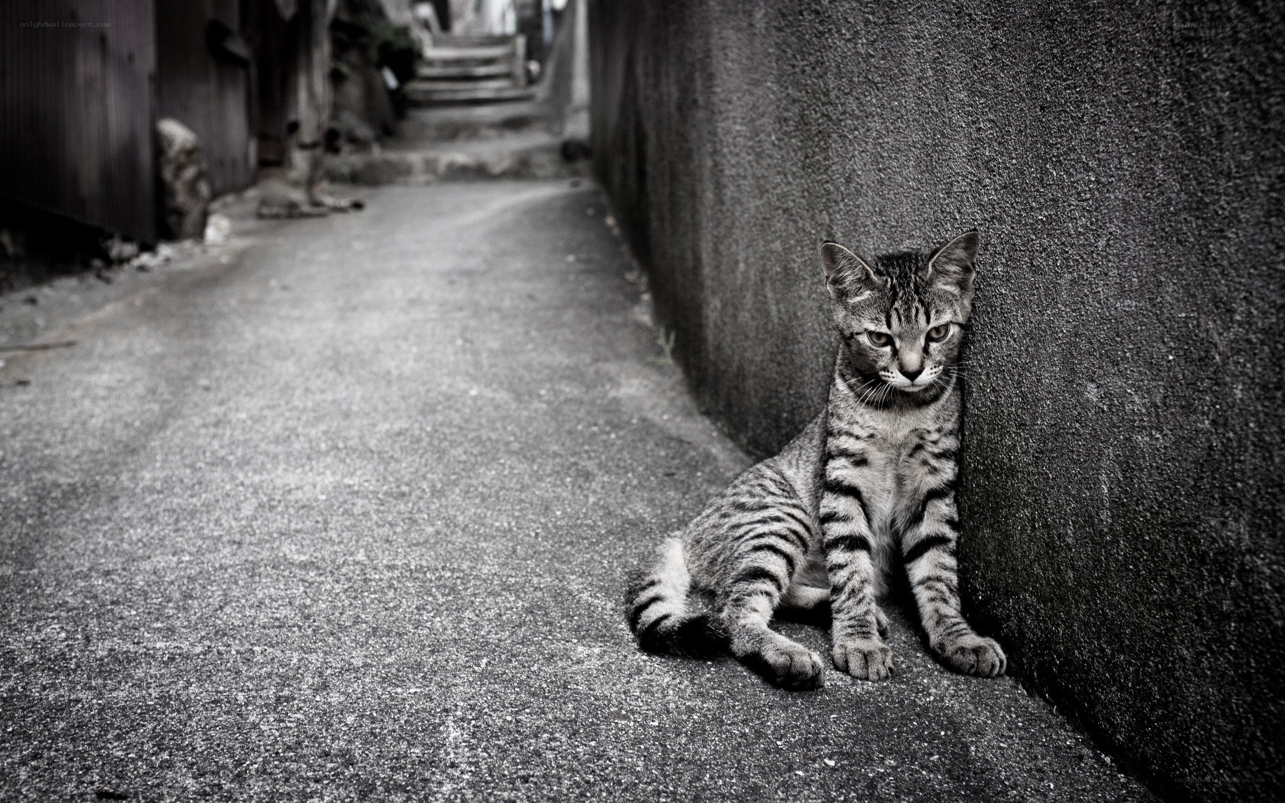 stray cat in alley