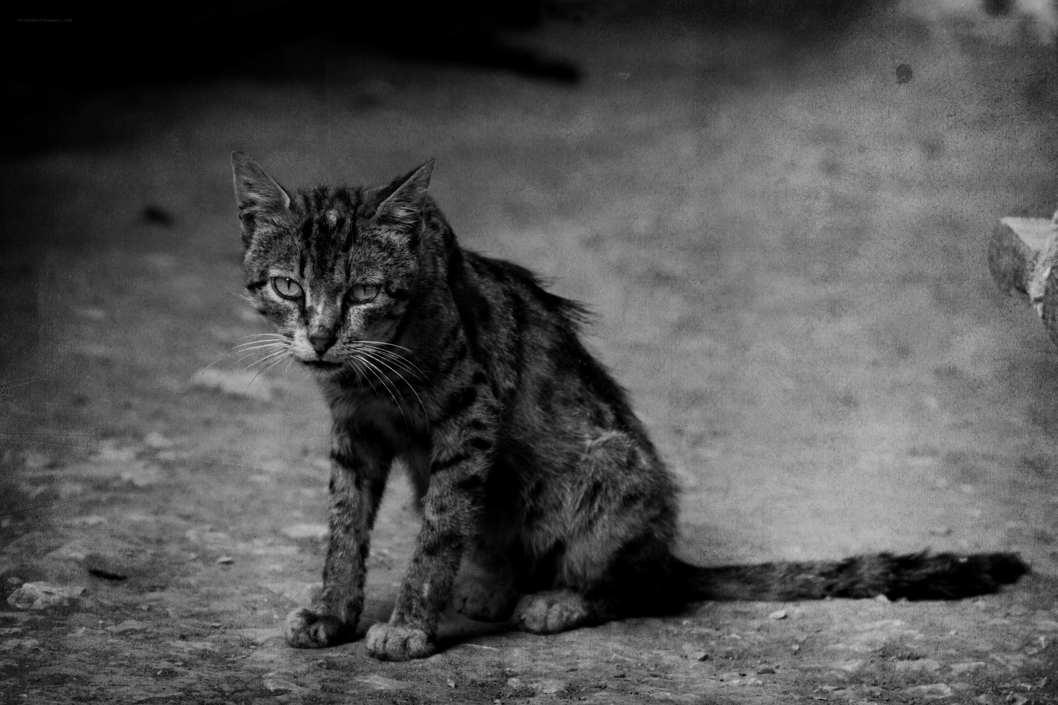 stray cat in black and white