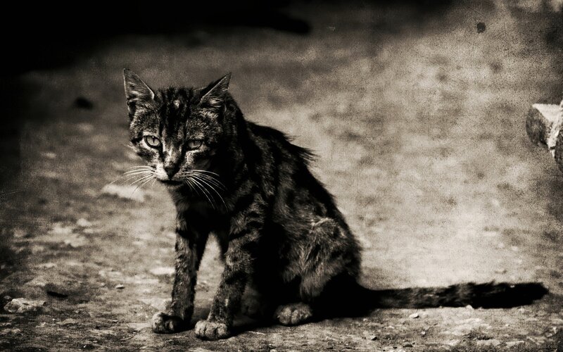 stray cat in monochrome