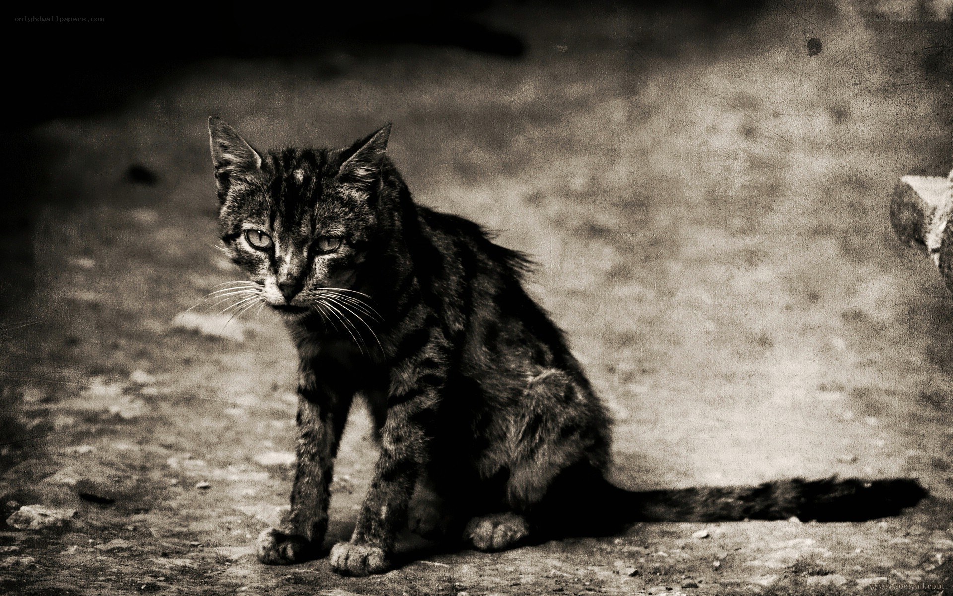 stray cat in monochrome