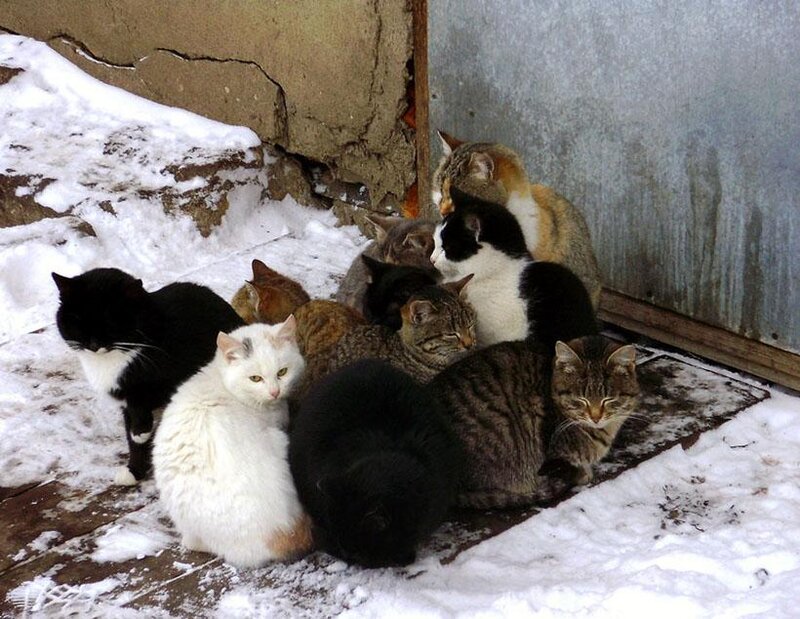 Stray Cats Huddled in Snow