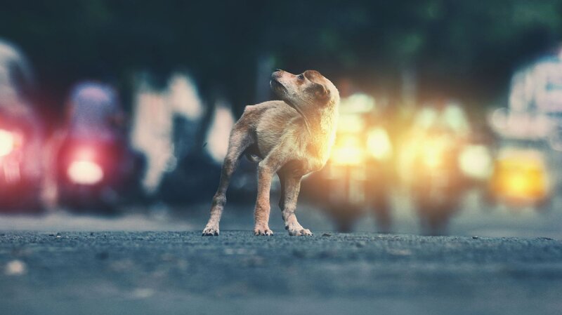 Stray Dog on Street