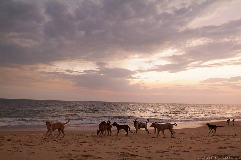 Stray Dogs on Beach