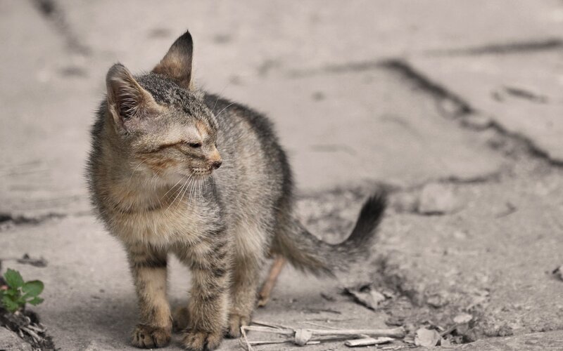 stray kitten on pavement