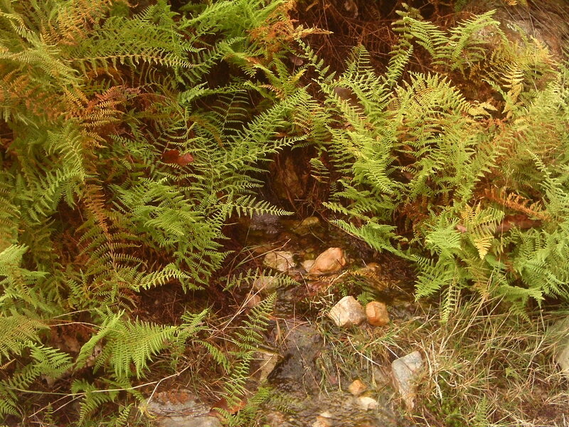 Stream Among Ferns