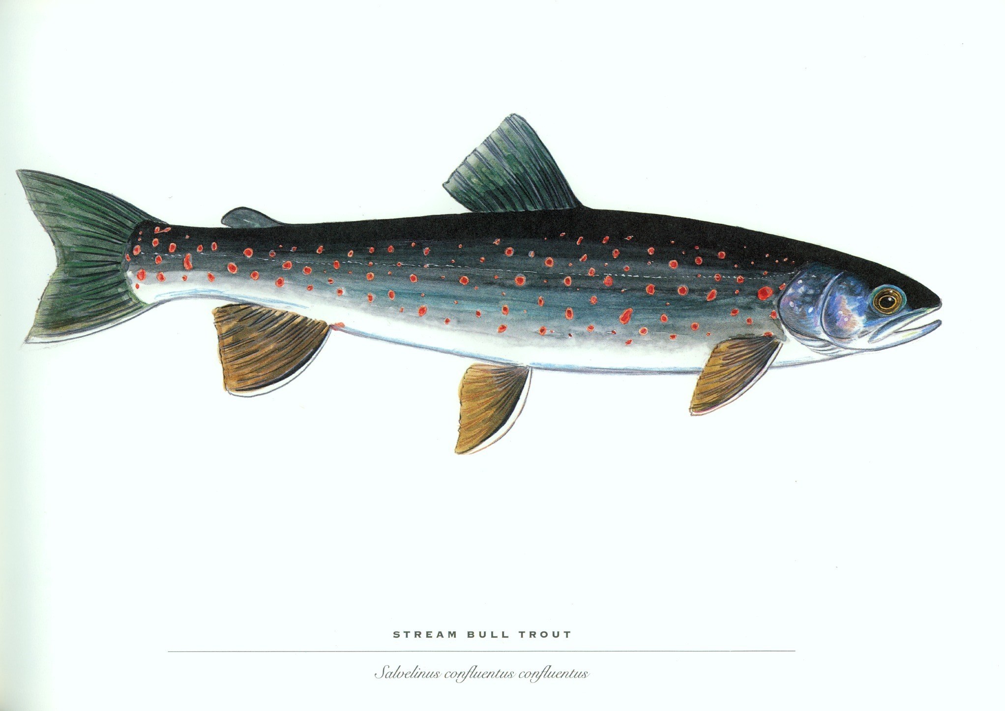 Stream Bull Trout illustration