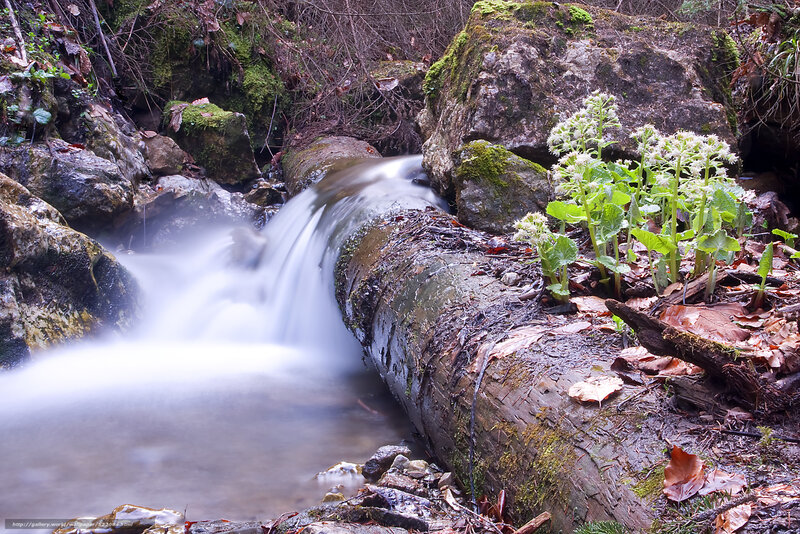 Stream flowing over a log