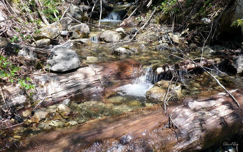 Stream flowing over logs