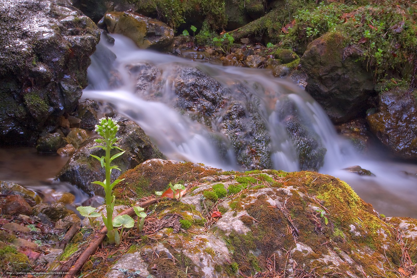 Stream flowing over mossy rocks