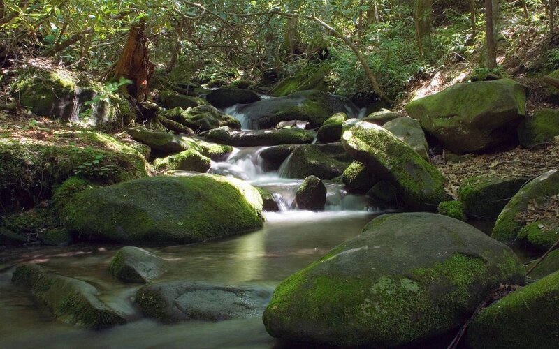 Stream Flowing over Mossy Rocks — Green, Serene, Afternoon