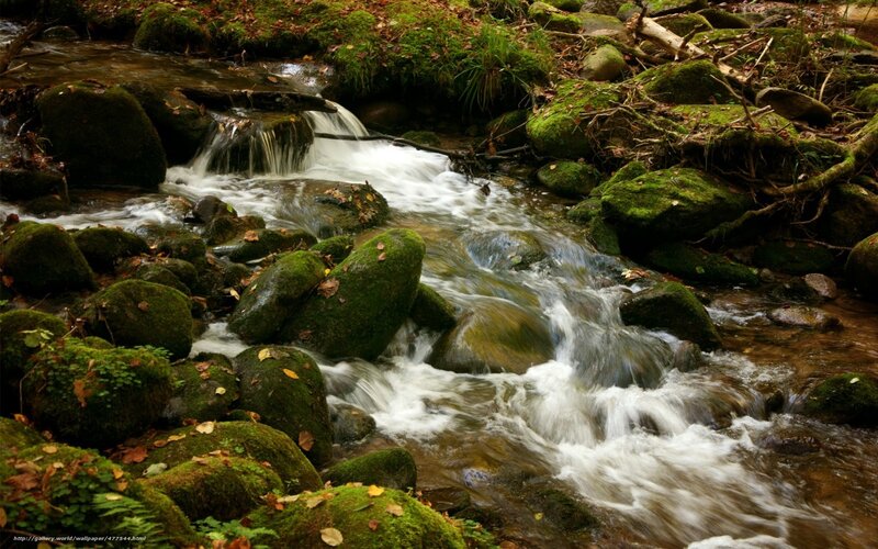 Stream Flowing over Mossy Rocks — Green, Serene, Autumn, Photograph, Moss
