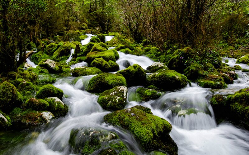 Stream Flowing over Mossy Rocks — Green, Serene, Morning