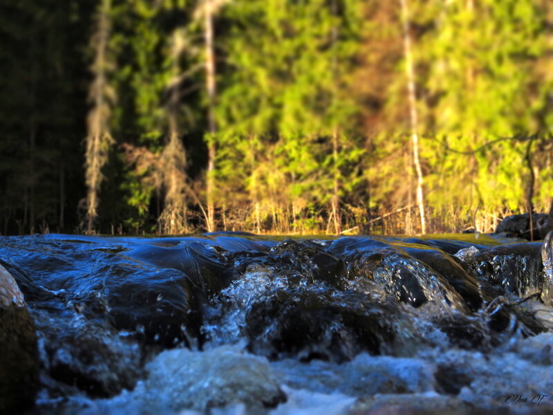 Stream Flowing over Rocks — Blue, Serene, Afternoon, Photograph, Forest
