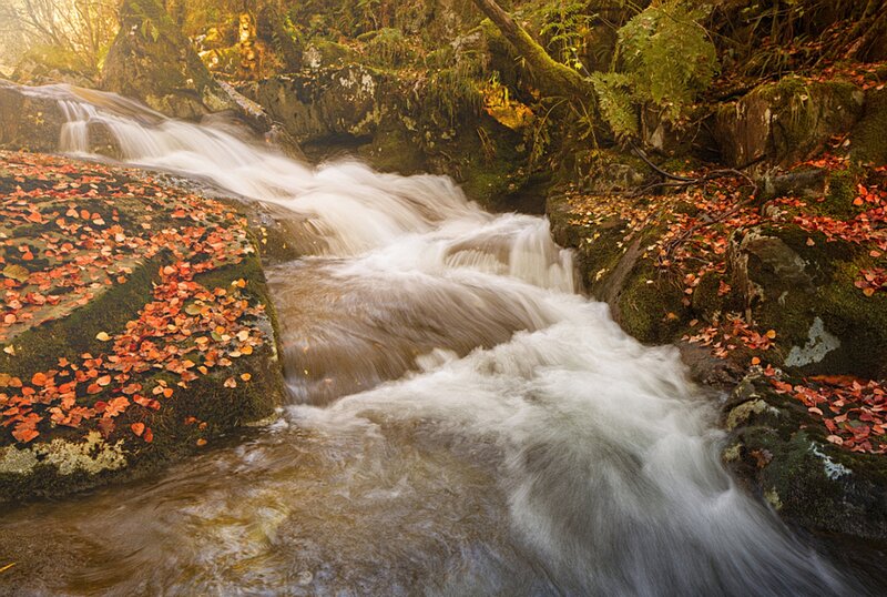 Stream Flowing over Rocks — Brown, Serene, Autumn, Photograph, Fallen Leaves