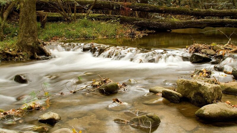 Stream Flowing over Rocks — Brown, Serene, Autumn, Photograph, Trees, Fallen Log, Leaves, Green