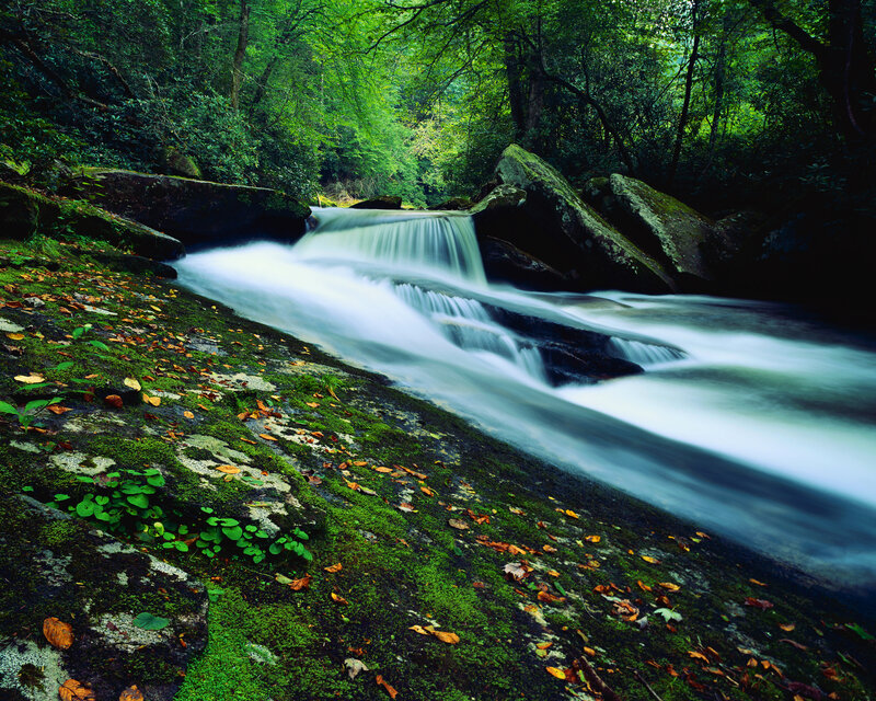 Stream Flowing over Rocks — Green, Serene, Afternoon, Photograph, Forest, Moss, Fallen Leaves