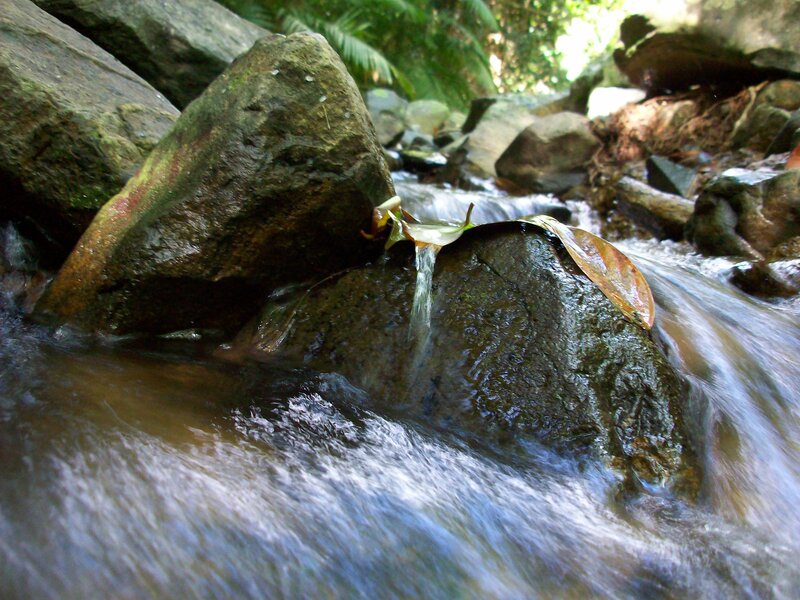 Stream Flowing over Rocks — Green, Serene, Afternoon, Photograph, Leaf