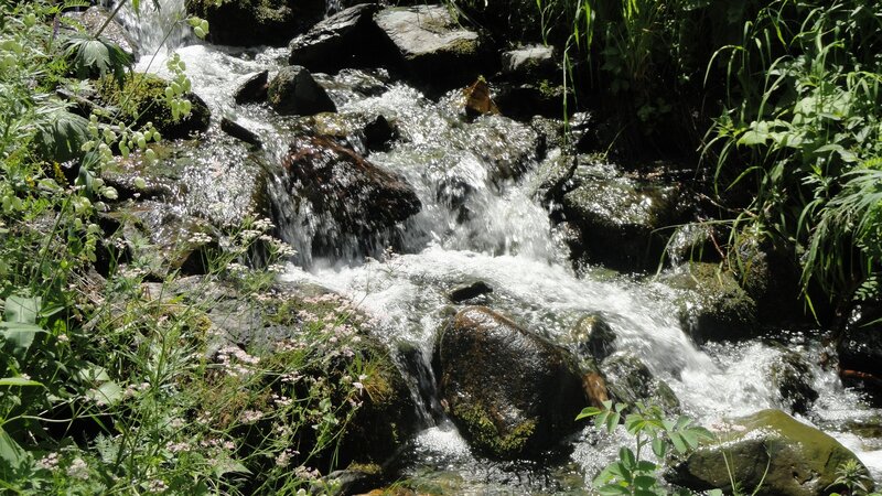 Stream Flowing over Rocks — Green, Serene, Afternoon, Photograph, Plants, Flowers