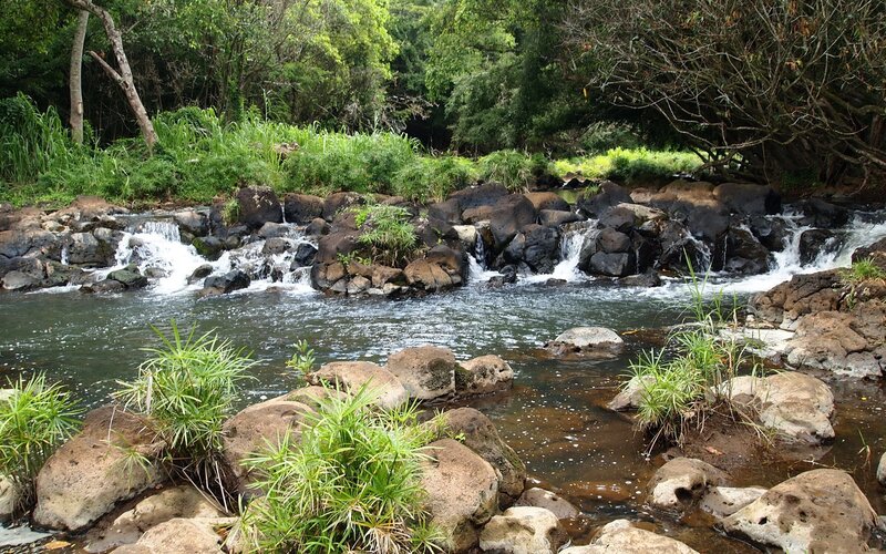 Stream Flowing over Rocks — Green, Serene, Afternoon, Photograph, Plants, Trees