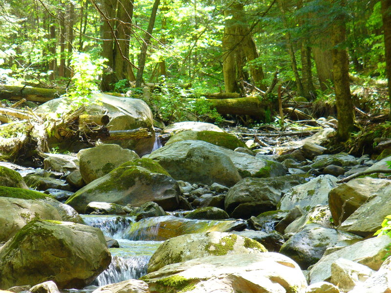 Stream Flowing over Rocks — Green, Serene, Afternoon, Photograph, Trees, Moss, Brown, Gray