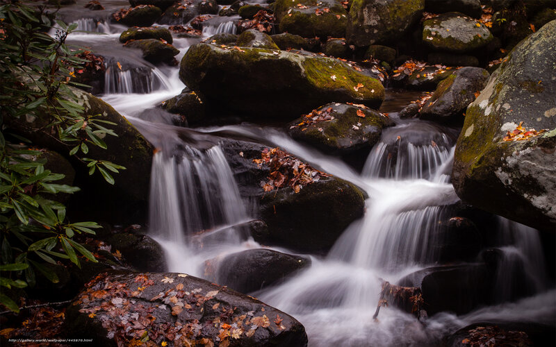 Stream Flowing over Rocks — Green, Serene, Autumn, Photograph, Leaves, Moss