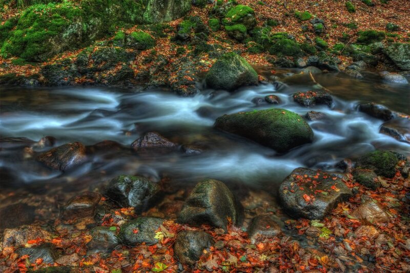 Stream Flowing over Rocks — Green, Serene, Autumn, Photograph, Moss, Fallen Leaves
