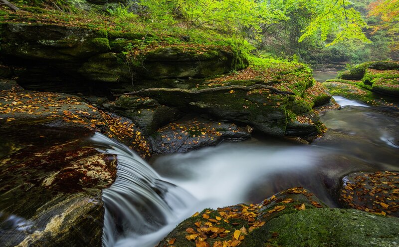 Stream Flowing over Rocks — Green, Serene, Autumn, Photograph, Moss, Fallen Leaves, Trees