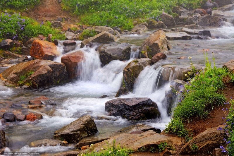 Stream Flowing over Rocks — Green, Serene, Morning, Photograph, Flowers