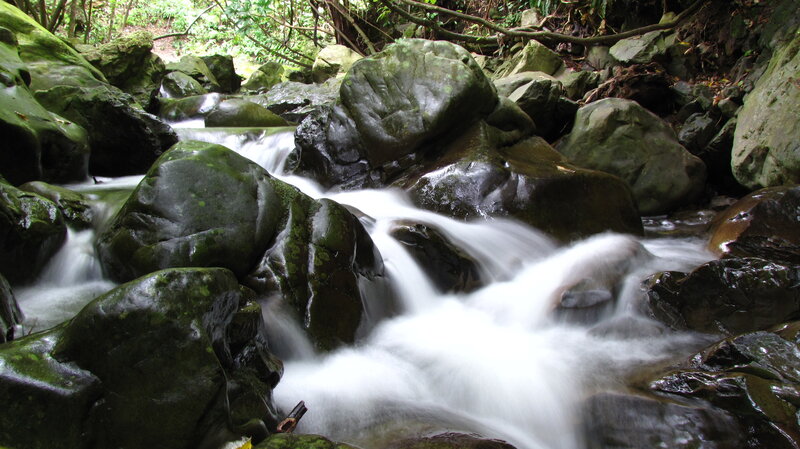 Stream Flowing over Rocks — Green, Serene, Morning, Photograph, Moss, Trees, White