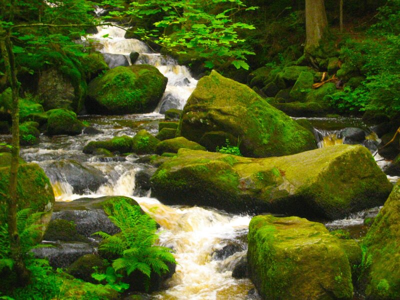 Stream Flowing over Rocks — Green, Serene, Morning, Photograph, Trees, Moss, Brown