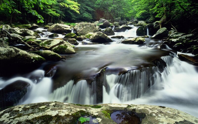 Stream Flowing over Rocks — Green, Serene, Morning, Photograph, Trees, Moss, Brown, White