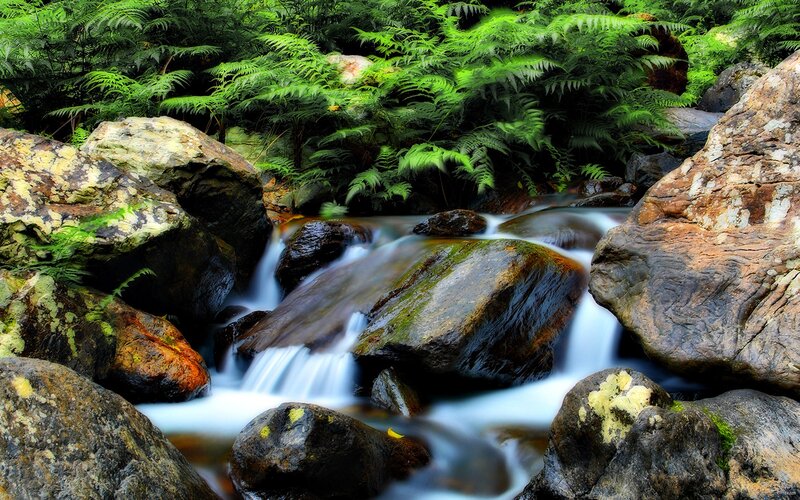 Stream Flowing over Rocks — Green, Serene, Photograph, Ferns, Water