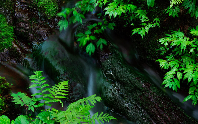 Stream Flowing over Rocks — Green, Serene, Photograph, Moss, Ferns, Leaves