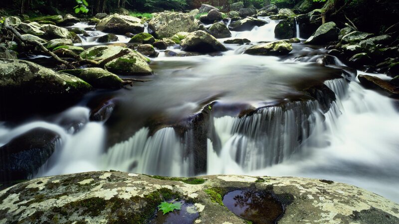 Stream Flowing over Rocks — Green, Serene, Photograph, Moss, Trees, Gray