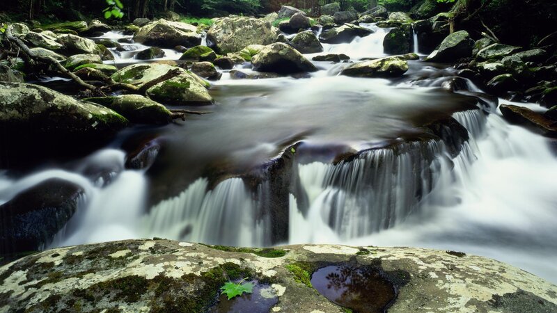 Stream Flowing over Rocks — Green, Serene, Photograph, Moss, Trees, Leaf
