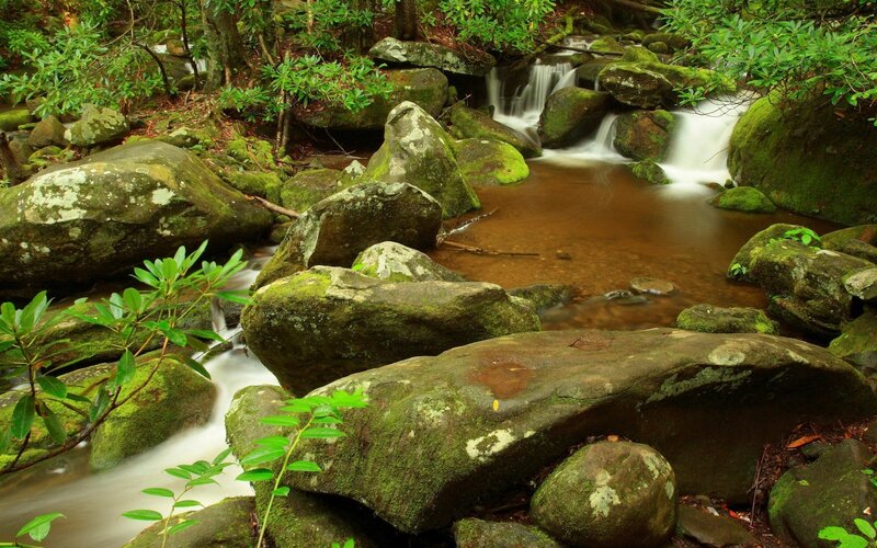 Stream Flowing over Rocks — Green, Serene, Photograph, Moss, Trees, Plants