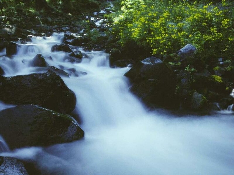 Stream Flowing over Rocks — Green, Serene, Spring, Photograph, Flowers