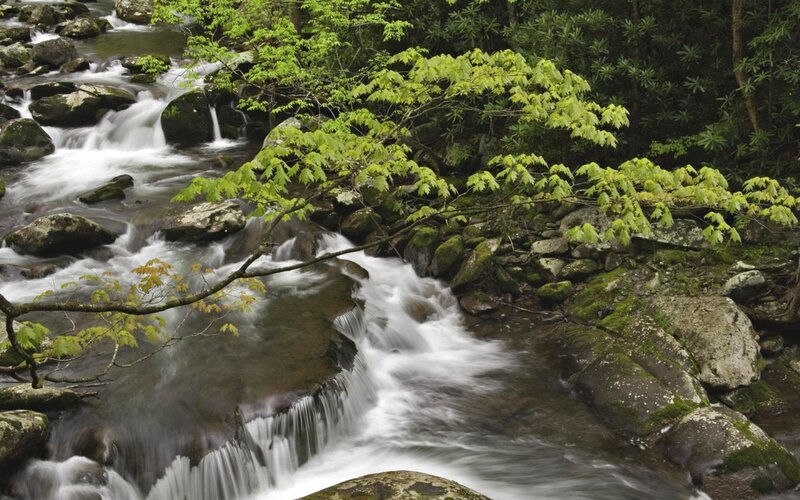 Stream Flowing over Rocks — Green, Serene, Spring, Photograph, Trees, Moss, Brown, White