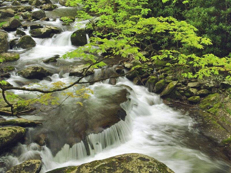 Stream Flowing over Rocks — Green, Serene, Spring, Photograph, Trees