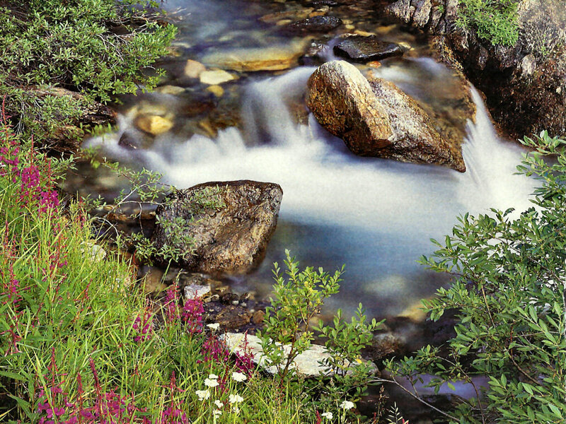 Stream Flowing over Rocks — Green, Serene, Summer, Photograph, Flowers, Plants