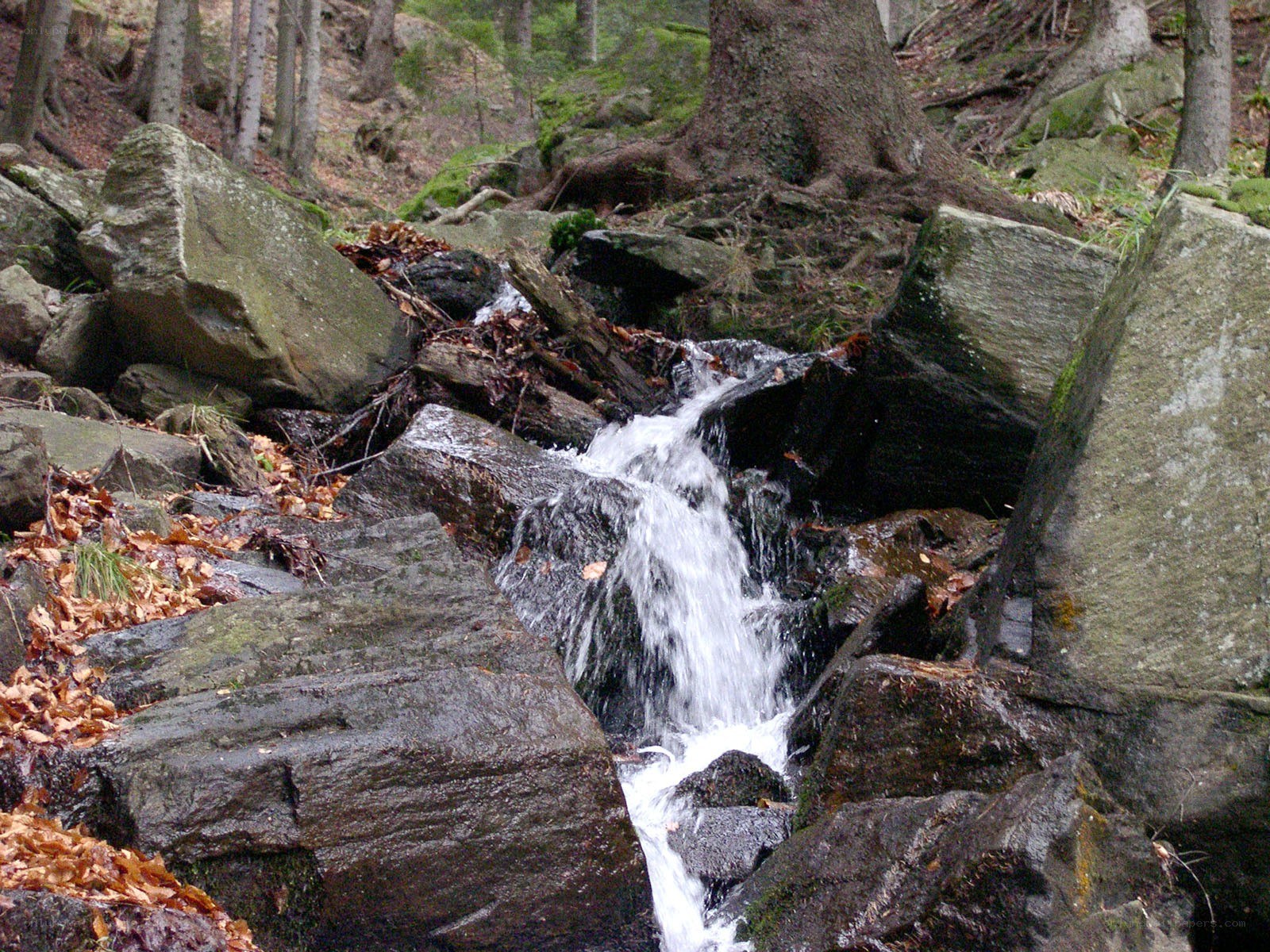 Stream flowing over rocks in forest
