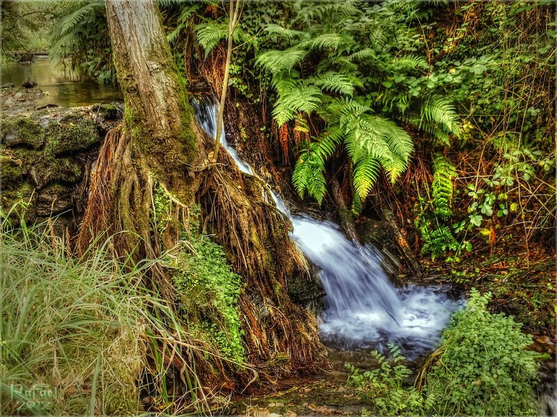 Stream Flowing over Roots — Green, Serene