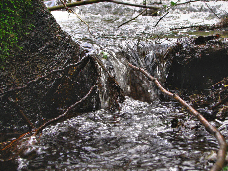 Stream Flowing over Roots