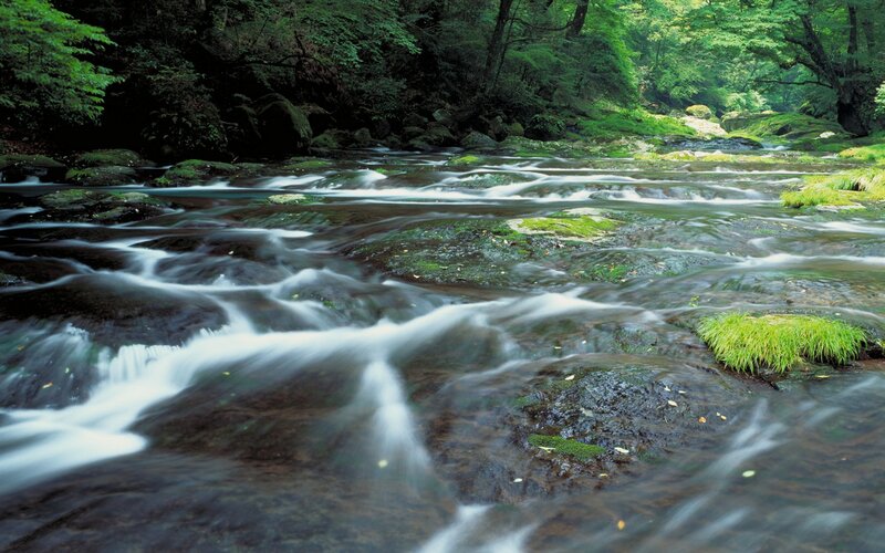 Stream flowing through a forest