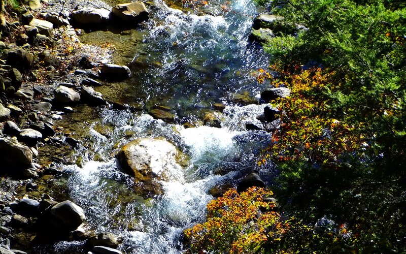 Stream flowing through autumn forest